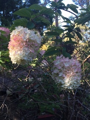 Hydrangea macrophylla