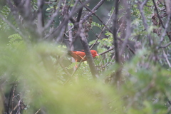 Drepanis coccinea