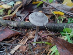 Tephrocybe rancida