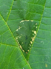 Phyllonorycter nicellii