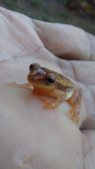 Dendropsophus mathiassoni