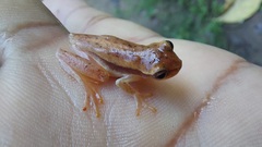 Dendropsophus mathiassoni