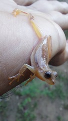 Dendropsophus mathiassoni