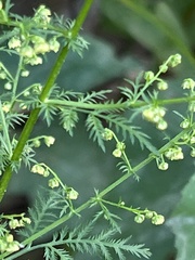 Artemisia annua