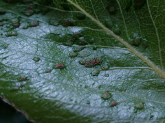 Eriophyes mali