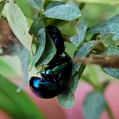 Chrysolina varians