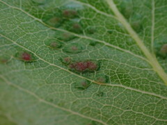 Eriophyes mali