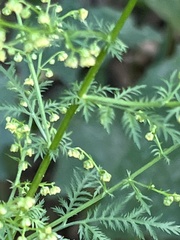 Artemisia annua