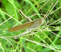 Schistocerca camerata
