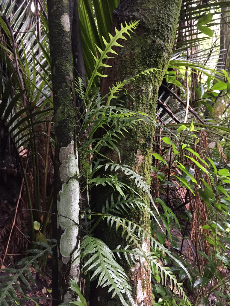 Fragrant Fern from Lovers Walk on August 30, 2015 by David Hutchinson ...