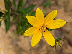 Bidens polylepis