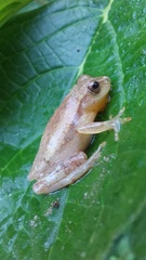 Dendropsophus mathiassoni