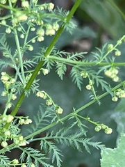 Artemisia annua