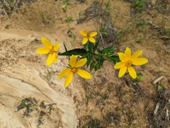 Bidens polylepis