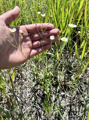 Erigeron strigosus