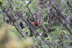 Himatione sanguinea