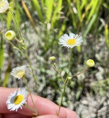 Erigeron strigosus