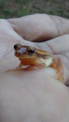 Dendropsophus mathiassoni