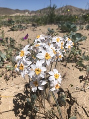 Leucocoryne coronata