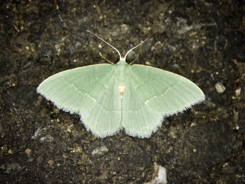Chlorissa anadema