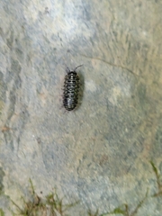 Armadillidium versicolor