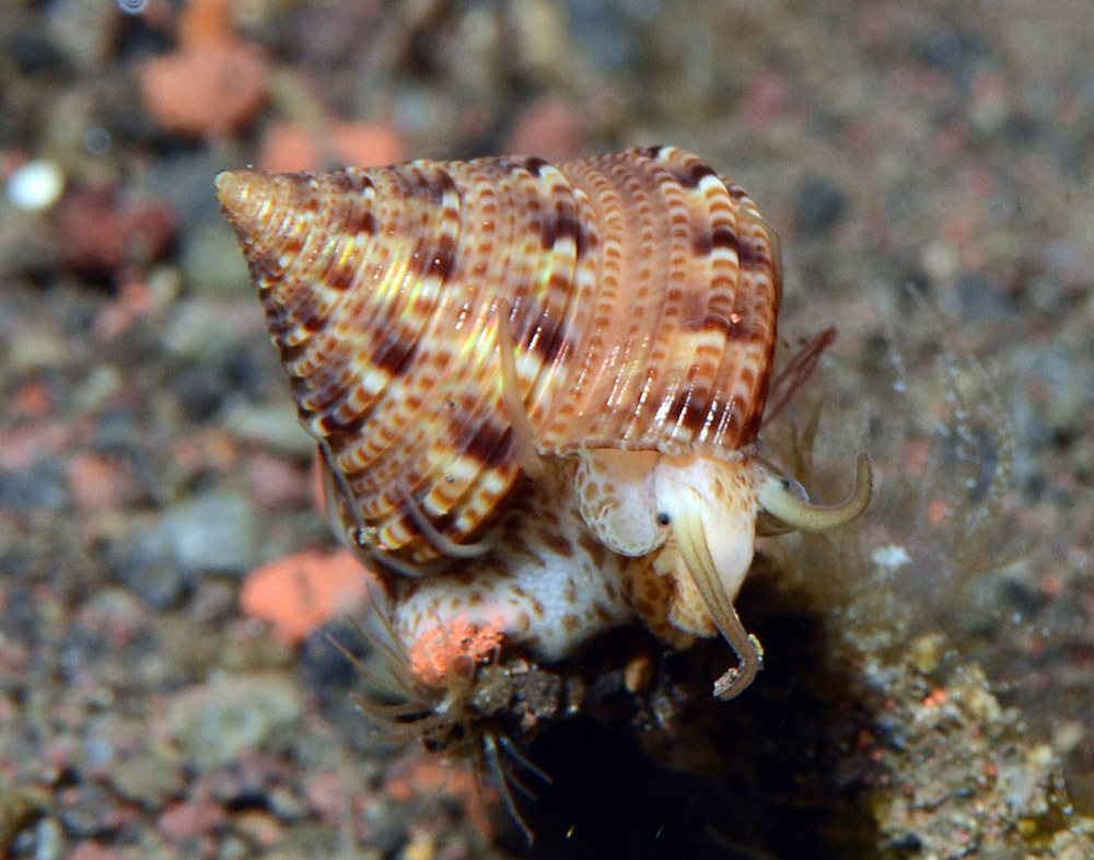 Coralastele