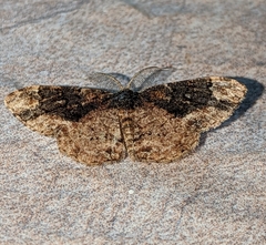 Parapholodes fuliginea