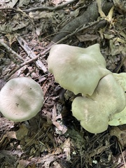 Entoloma