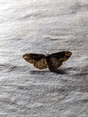 Parapholodes fuliginea