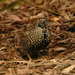 Black-breasted Buttonquail - Photo (c) Aviceda, some rights reserved (CC BY-SA)