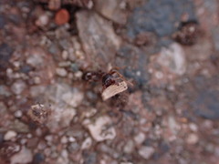 Tetramorium