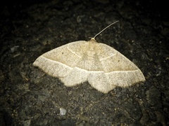 Rhynchobapta cervinaria