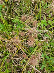 Cyperus esculentus