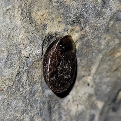 Helicigona lapicida