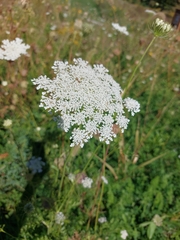Daucus carota