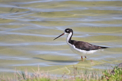 Himantopus mexicanus knudseni