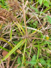 Cyperus esculentus