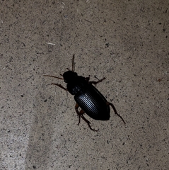 Harpalus caliginosus