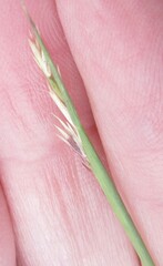 Sporobolus neglectus