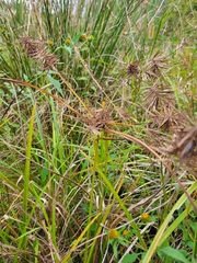 Cyperus esculentus