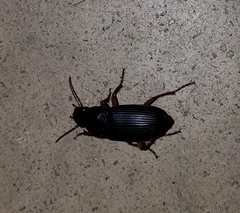 Harpalus caliginosus