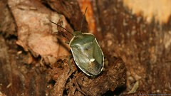 Chlorochroa juniperina