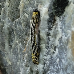 Abraxas sylvata