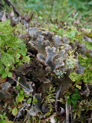 Peltigera