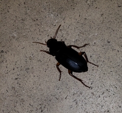 Harpalus caliginosus