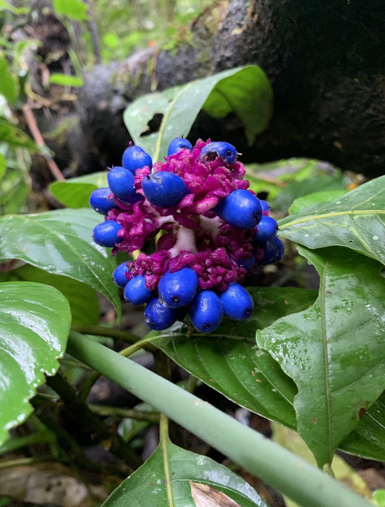 Palicourea tonduzii