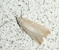 Calamotropha paludella