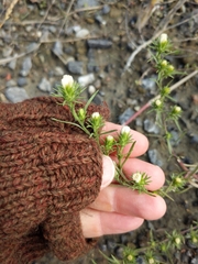 Symphyotrichum ciliatum