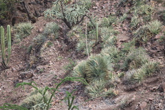 Dasylirion longissimum