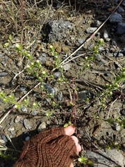 Symphyotrichum ciliatum
